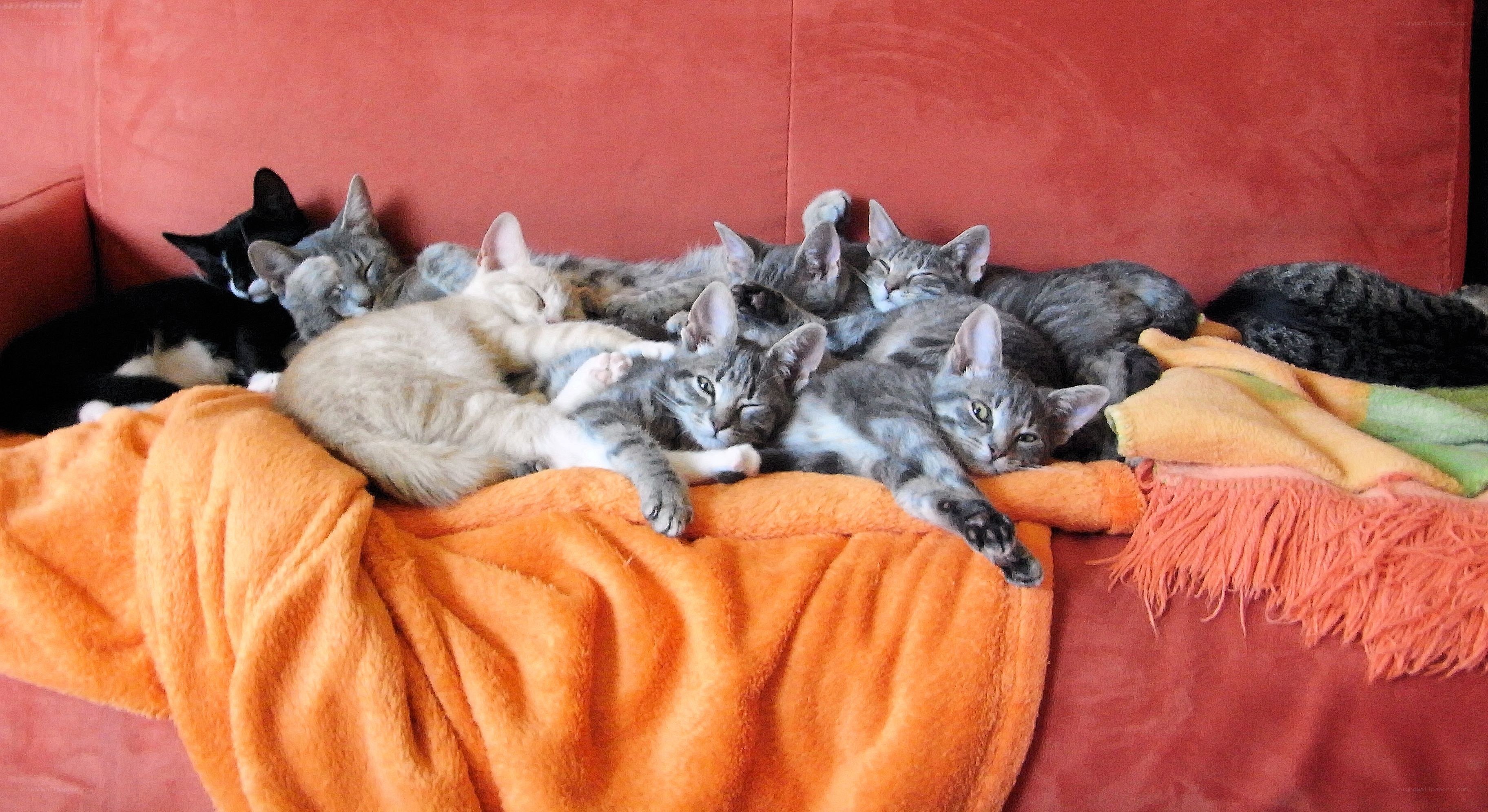 Cats sleeping on a couch