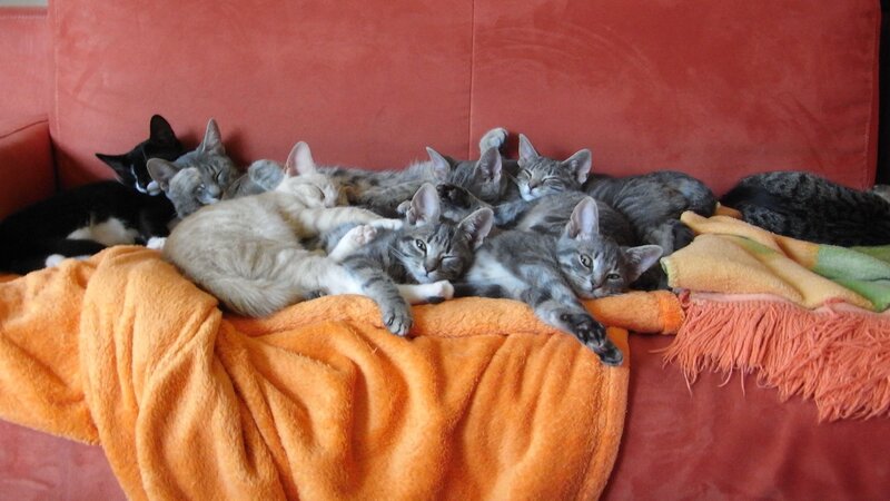 Cats sleeping on a couch
