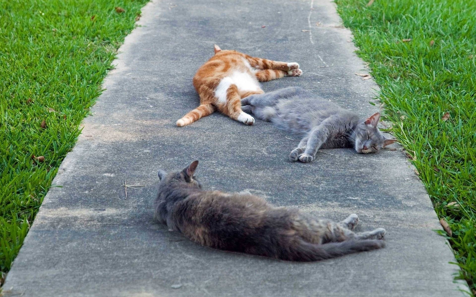 Cats sleeping on a sidewalk
