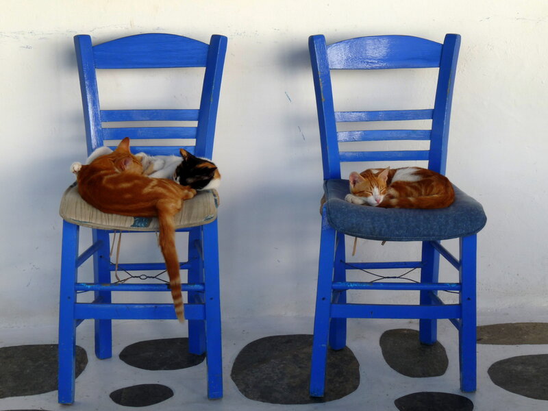 Cats Sleeping on Chairs