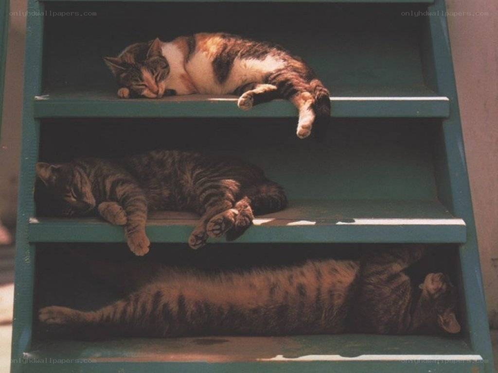 Cats sleeping on shelves