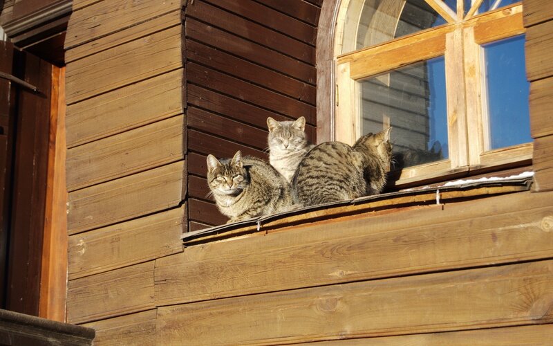 Cats sunbathing on a windowsill