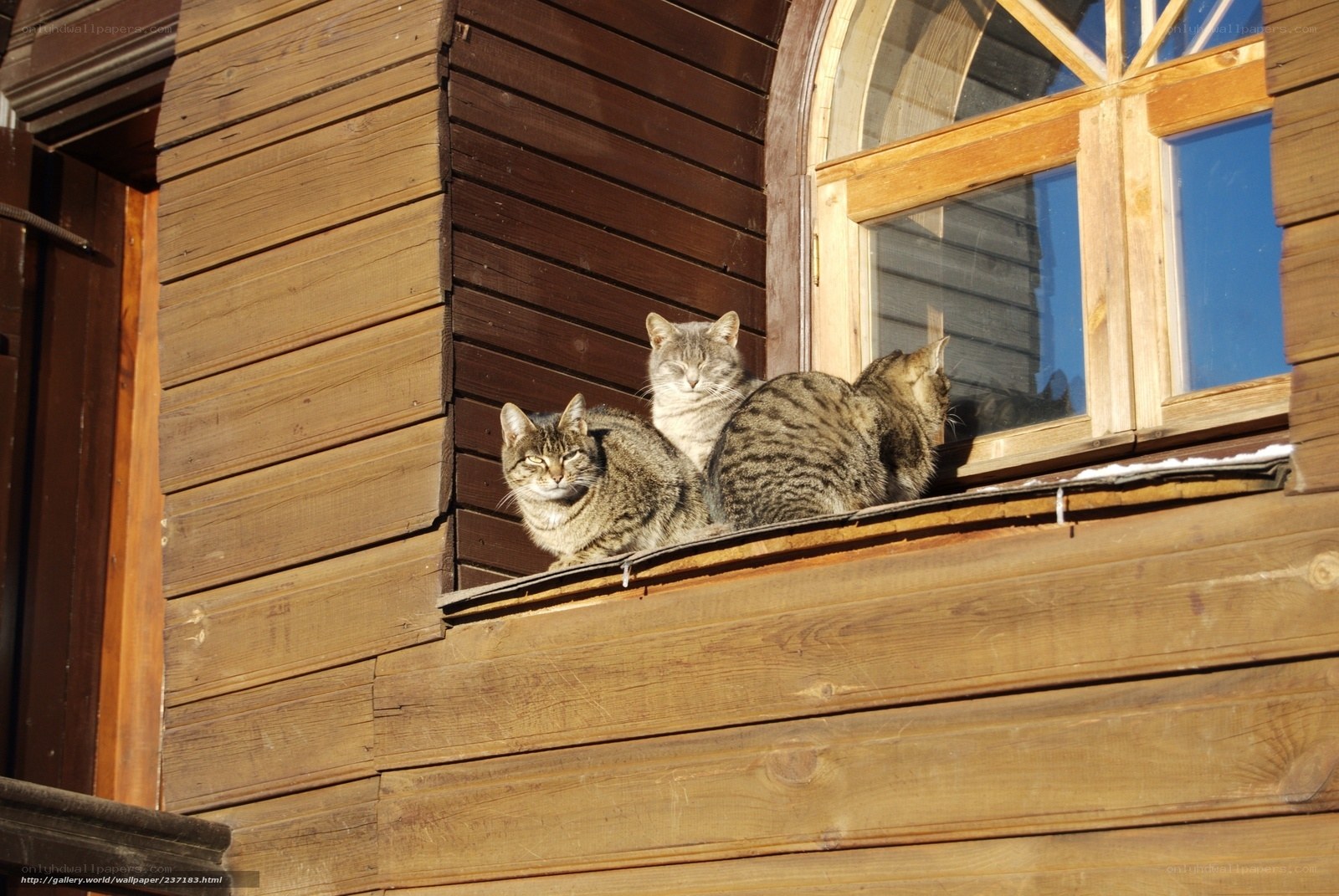 Cats sunbathing on a windowsill