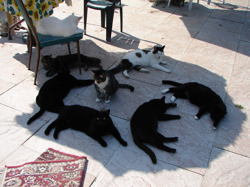 Cats sunbathing outdoors