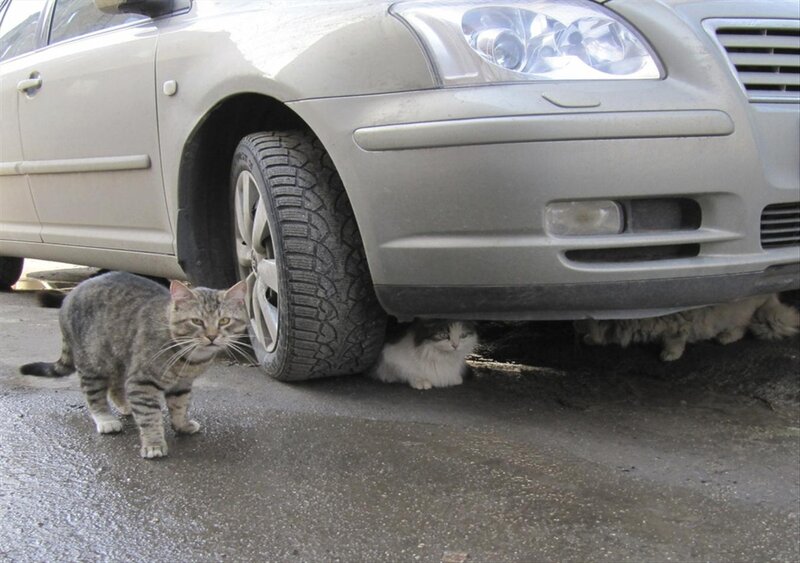 Cats under a Car