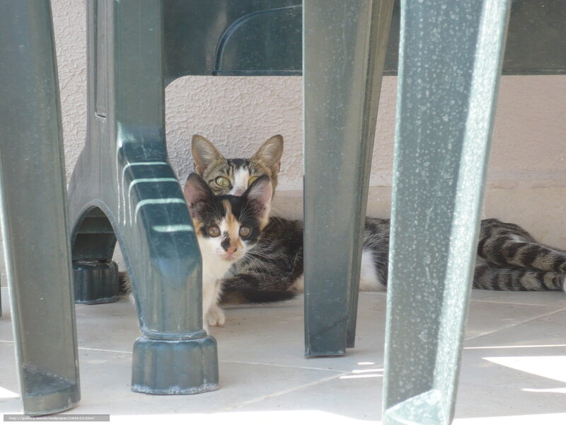 Cats under a table