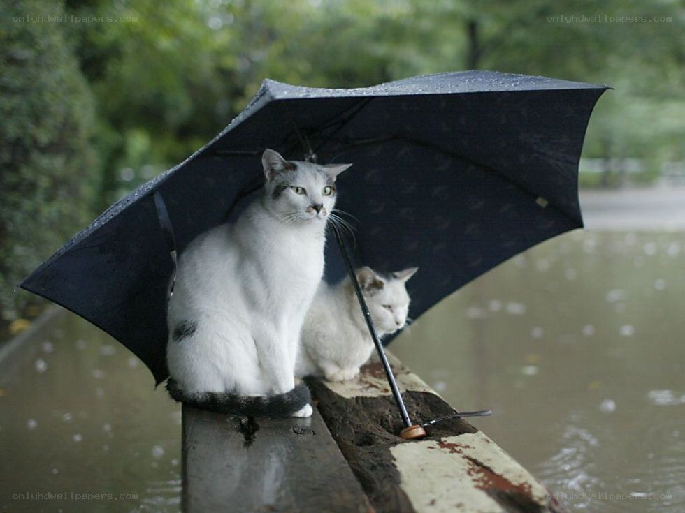 Cats under an umbrella in rain