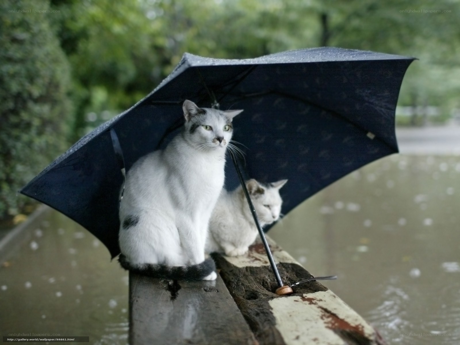 Cats under an umbrella in rain