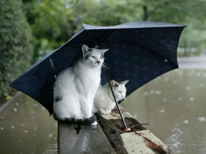 Cats under an umbrella in the rain