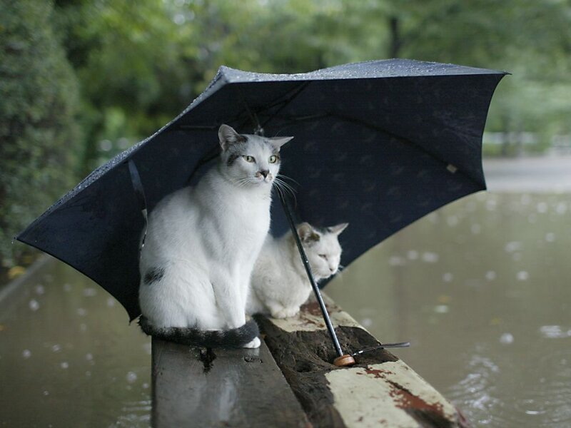 Cats under an umbrella in the rain