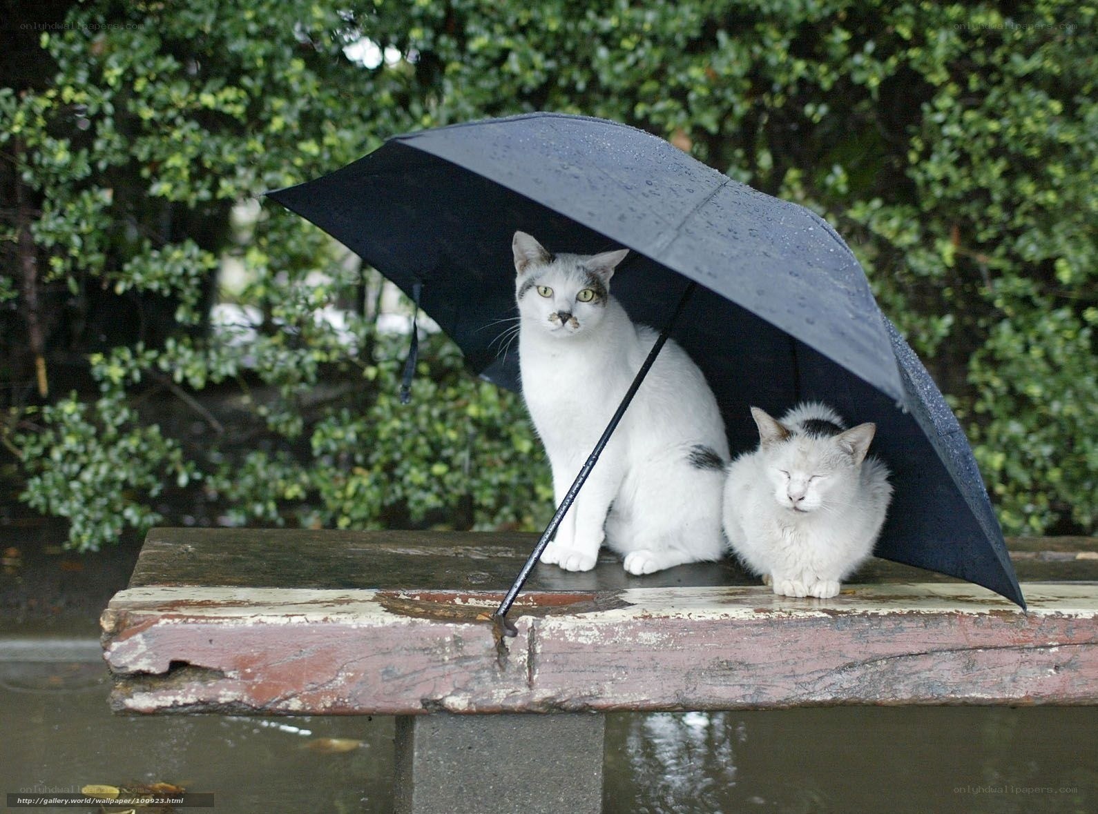 Cats under an umbrella