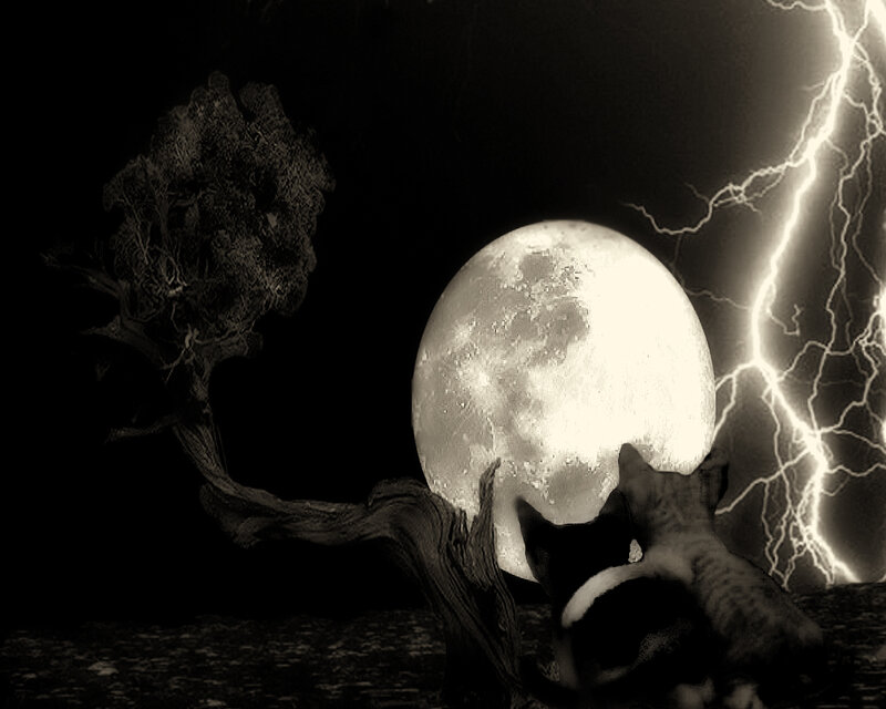 cats under moon and lightning