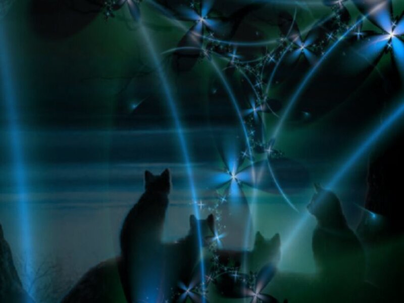 cats under starlight