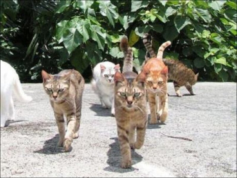 Cats Walking in Line