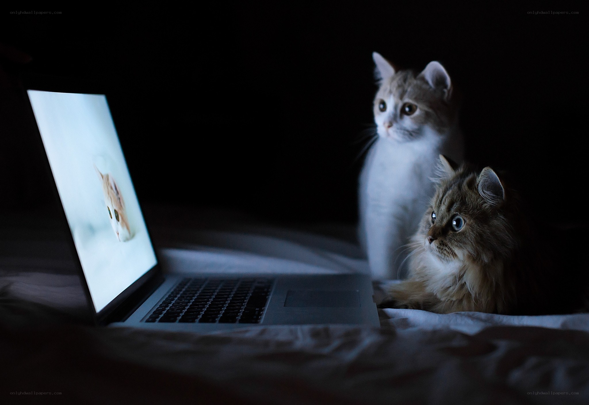 Cats watching a laptop