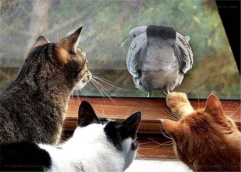 Cats watching a pigeon