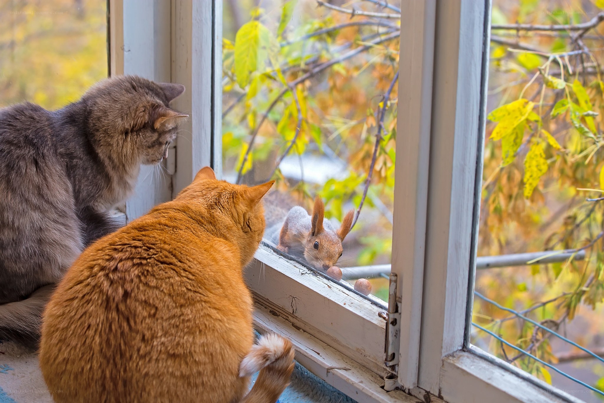 Cats watching a squirrel outside
