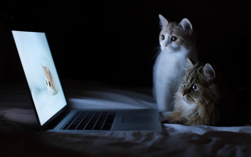 Cats watching laptop screen