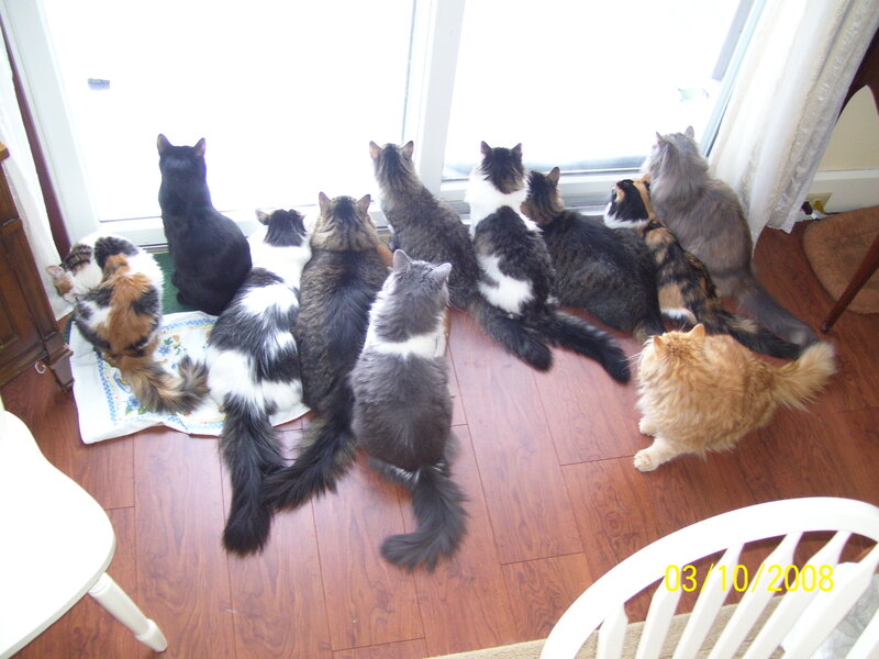 Cats watching out the window
