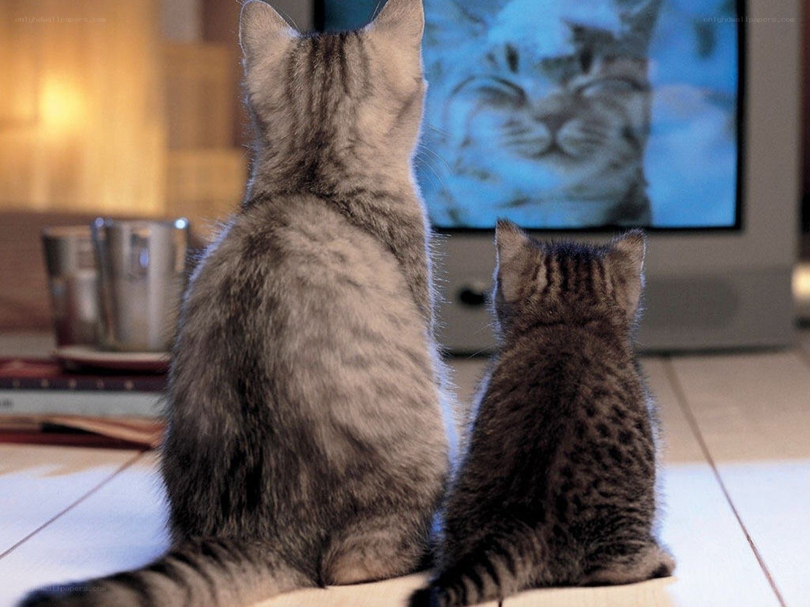 Cats watching TV together