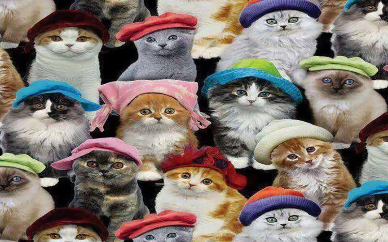 Cats Wearing Hats