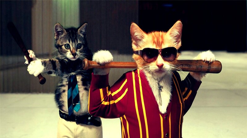 cats with baseball bats