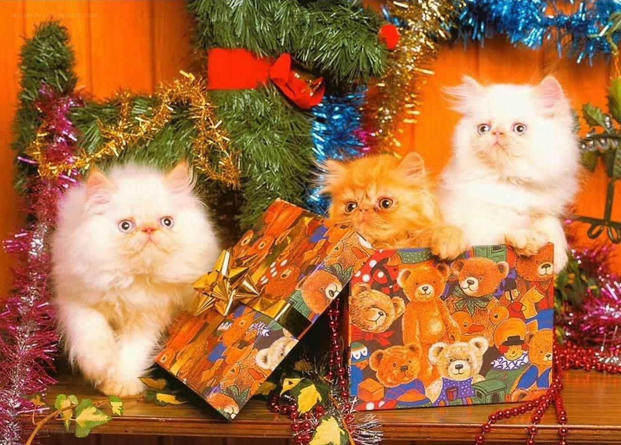 Cats with Christmas presents