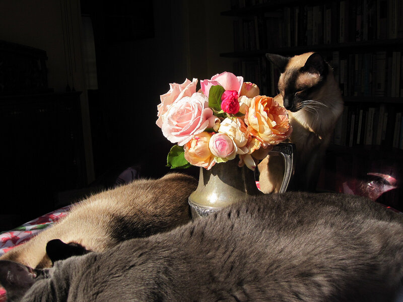Cats with Flowers — Gray