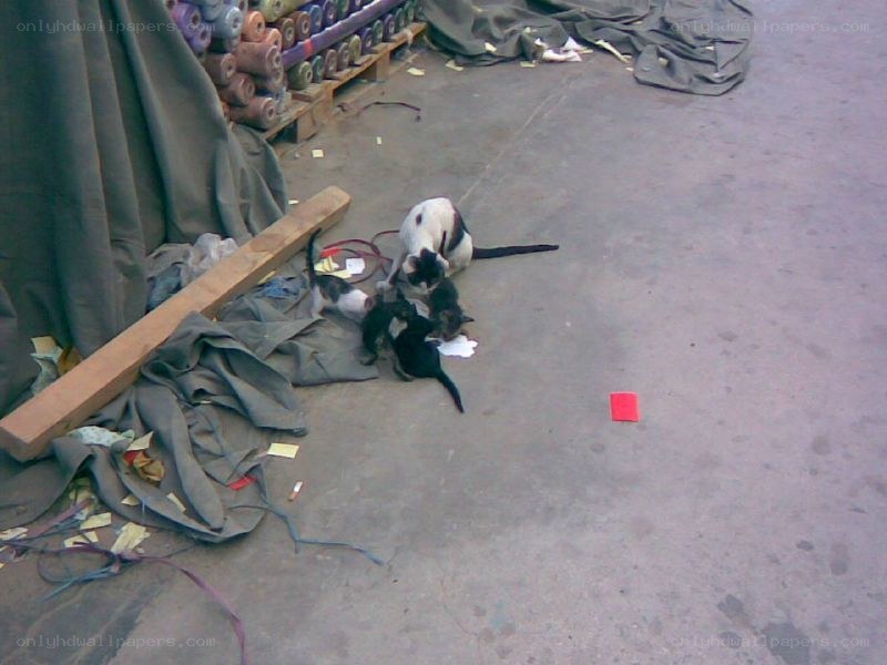 Cats with kittens in a warehouse