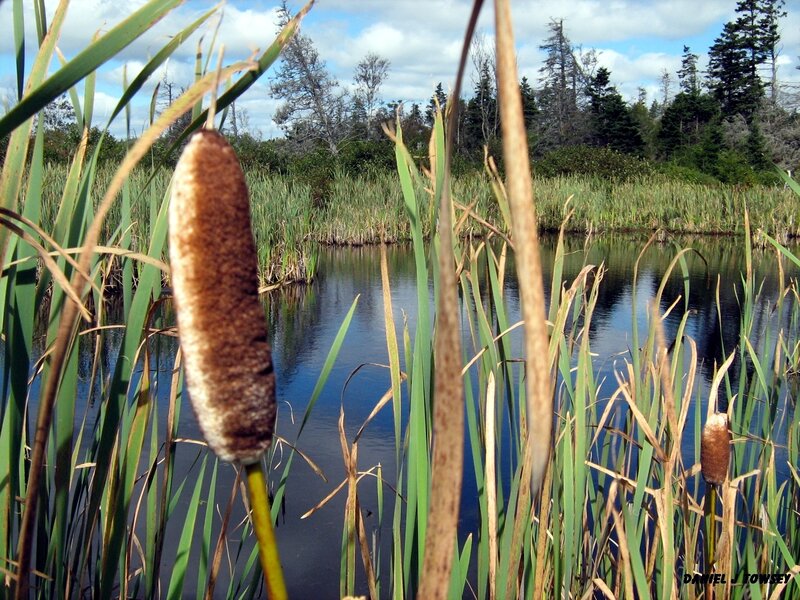Cattail by the pond