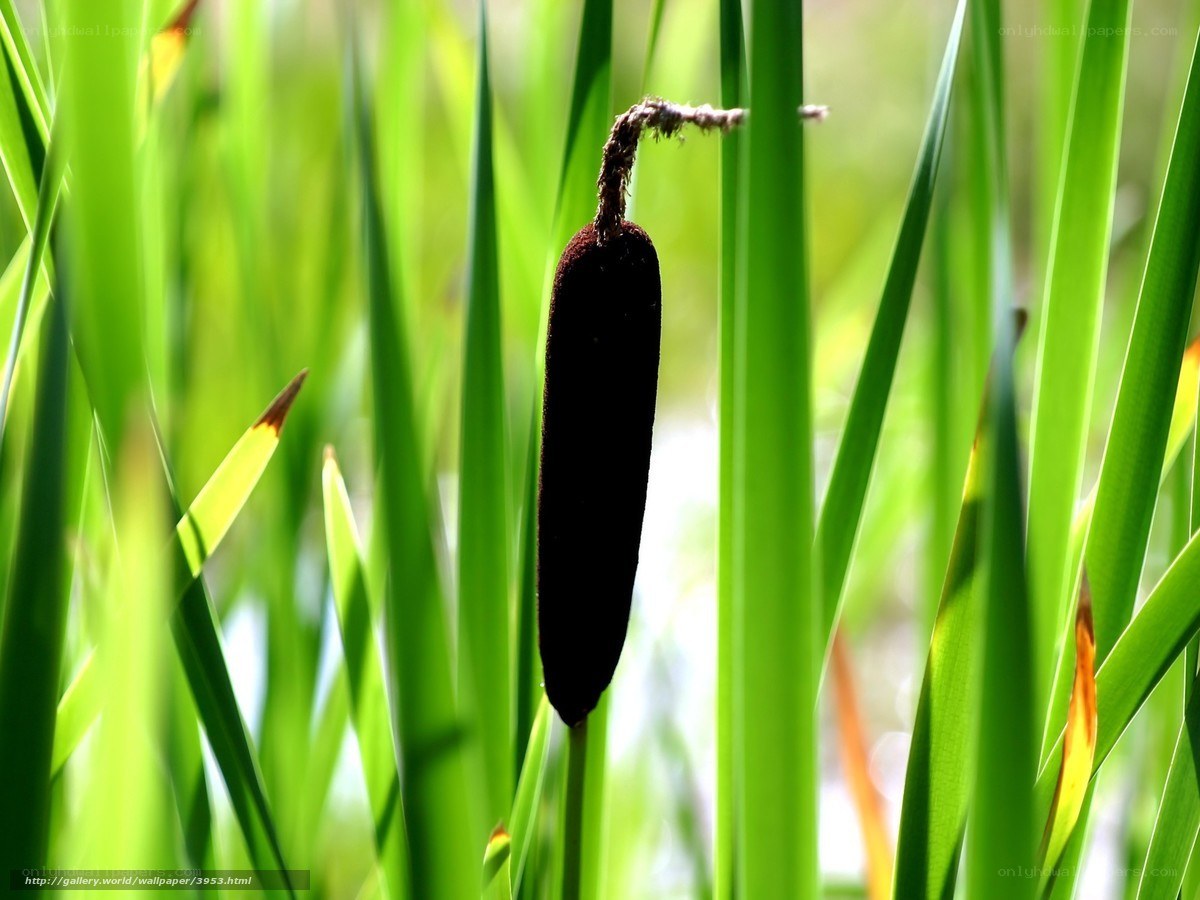 Cattail in green reeds