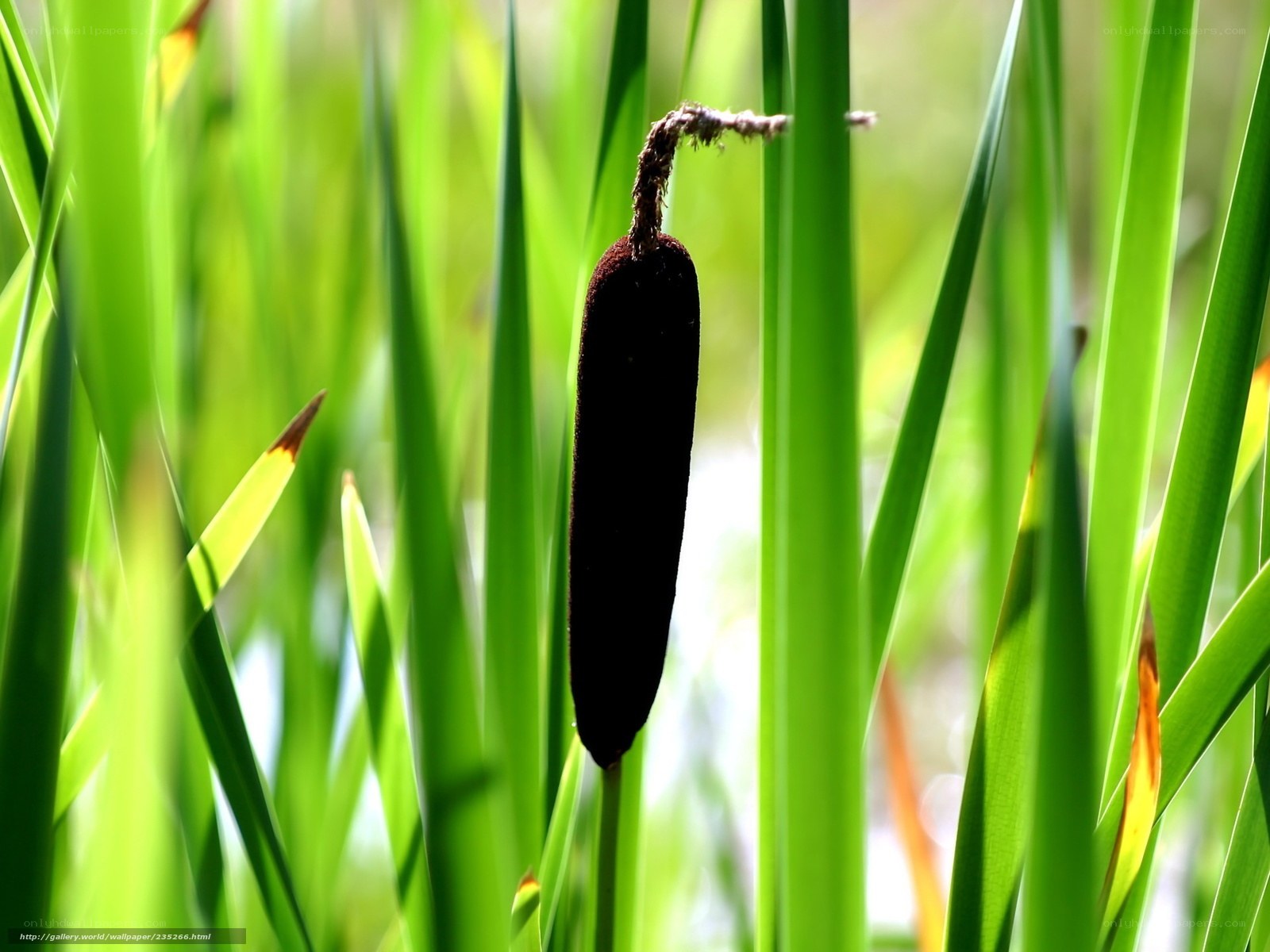 Cattail in Sunlit Reeds