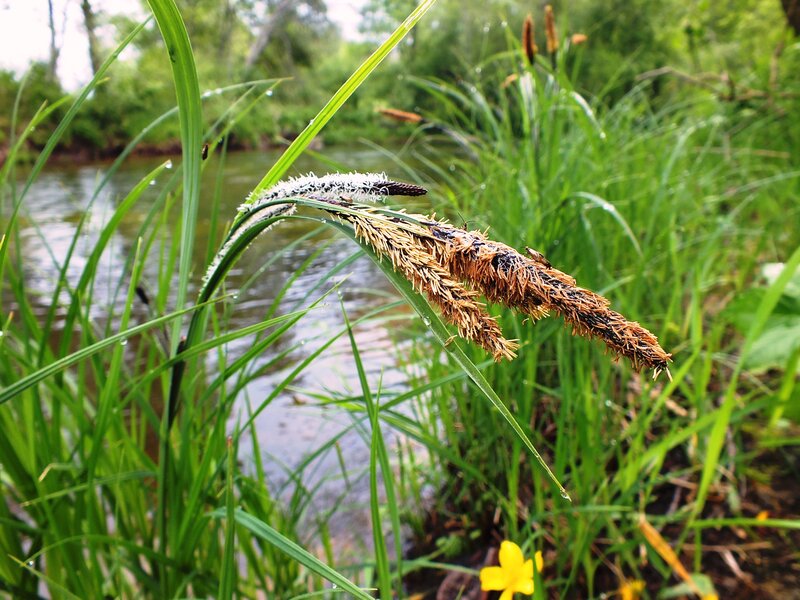 Cattail Plant by River