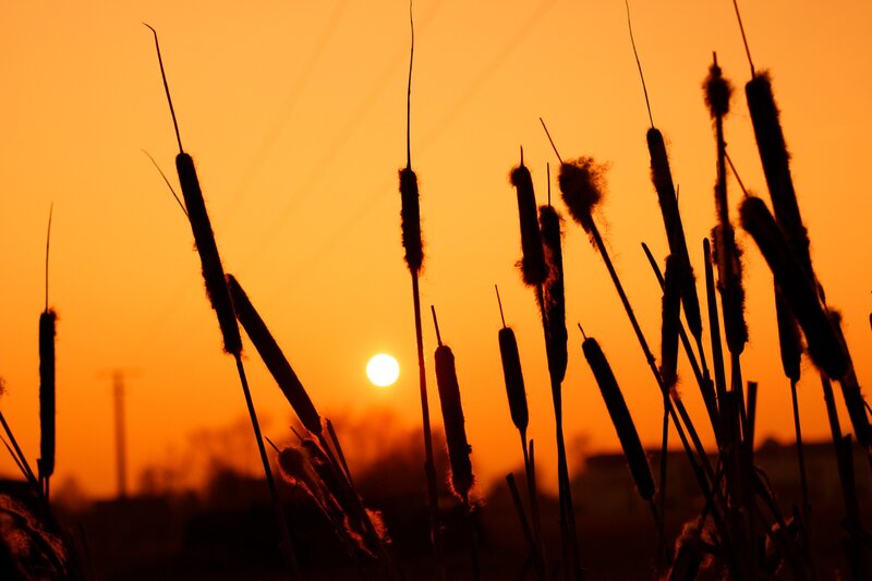 Cattail Plants at Sunset