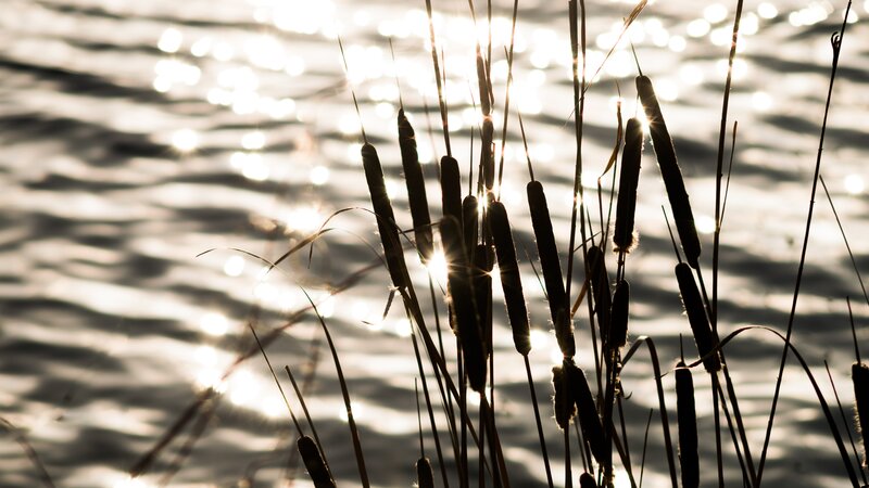 Cattail Plants by Water — Black