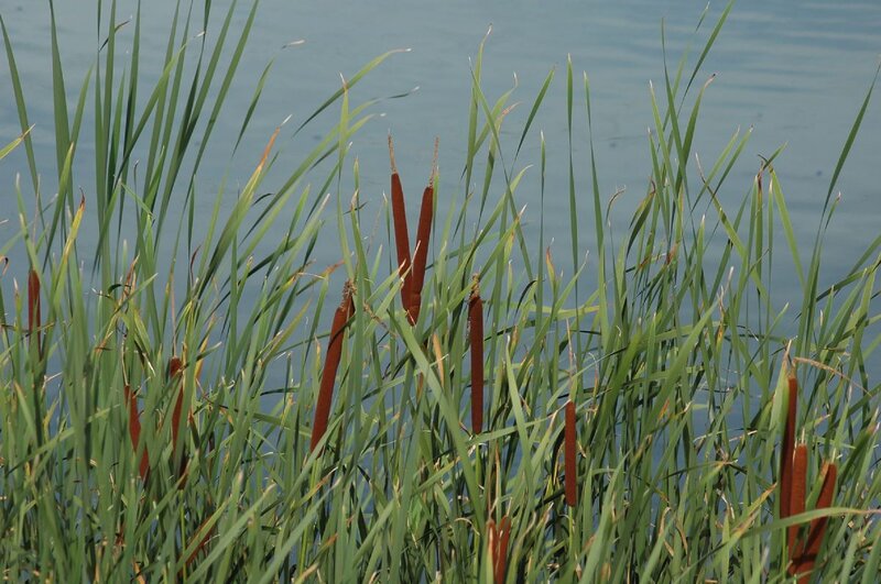 Cattail Plants by Water
