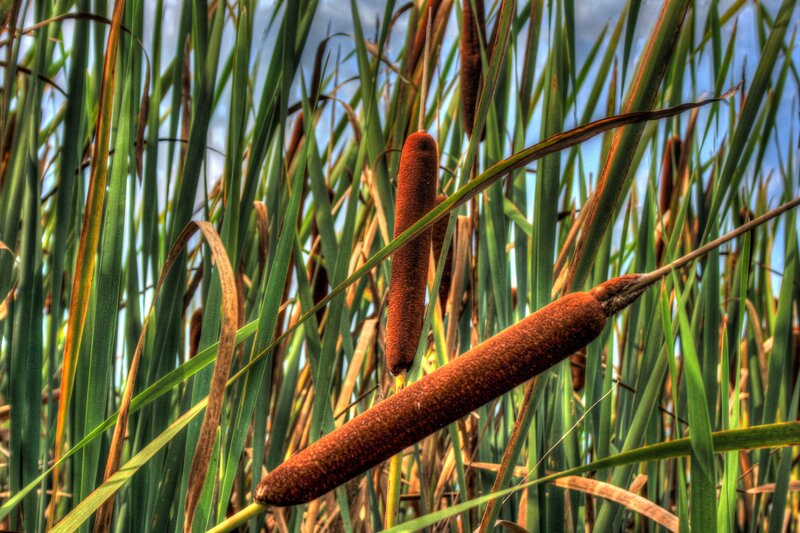 Cattail plants in a marsh