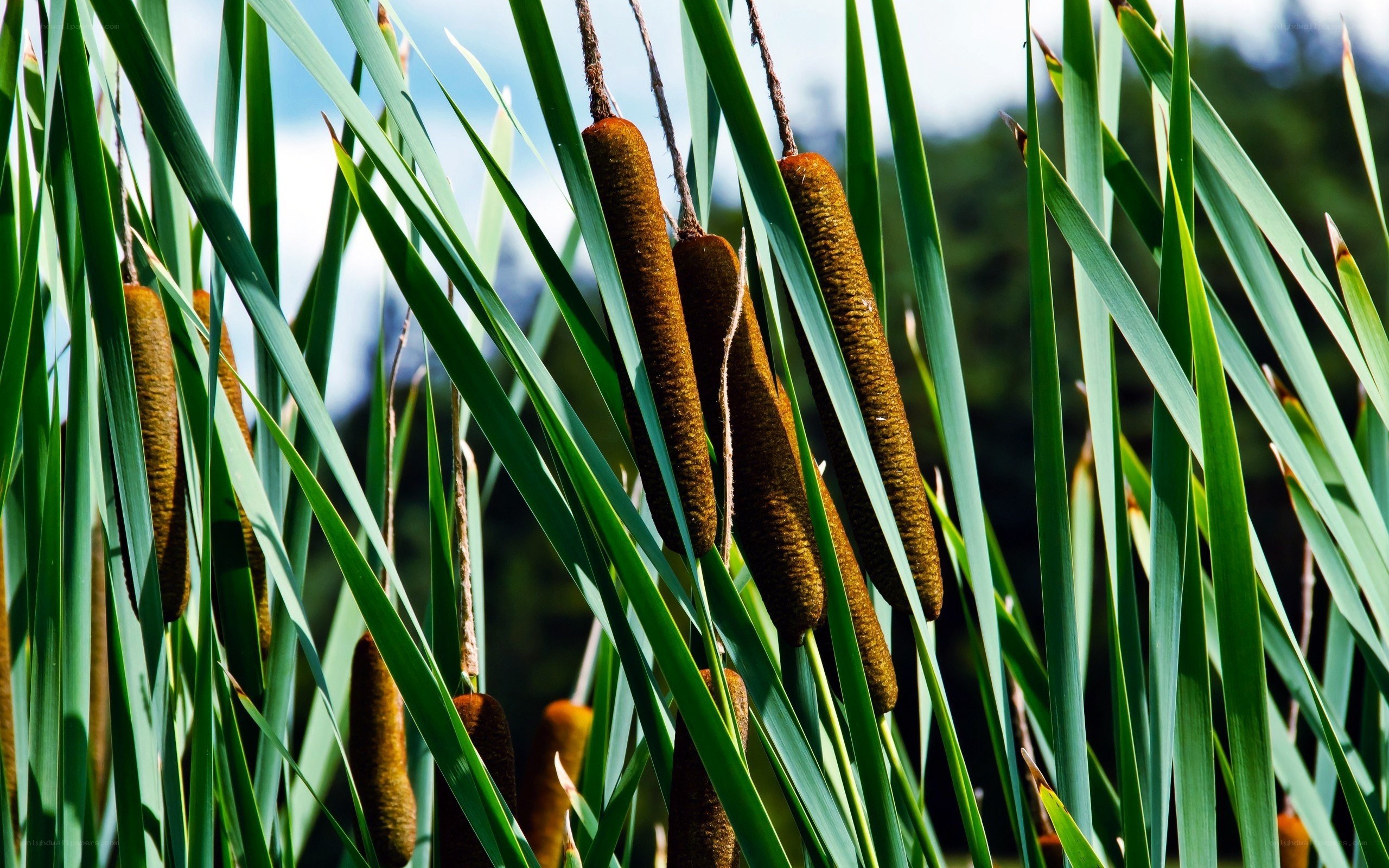 Cattail plants in a marsh