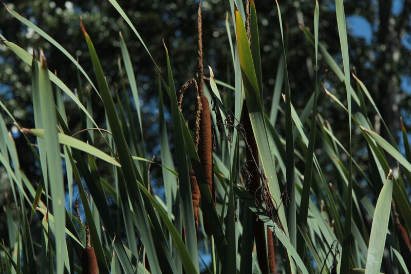 Cattail plants in a marsh