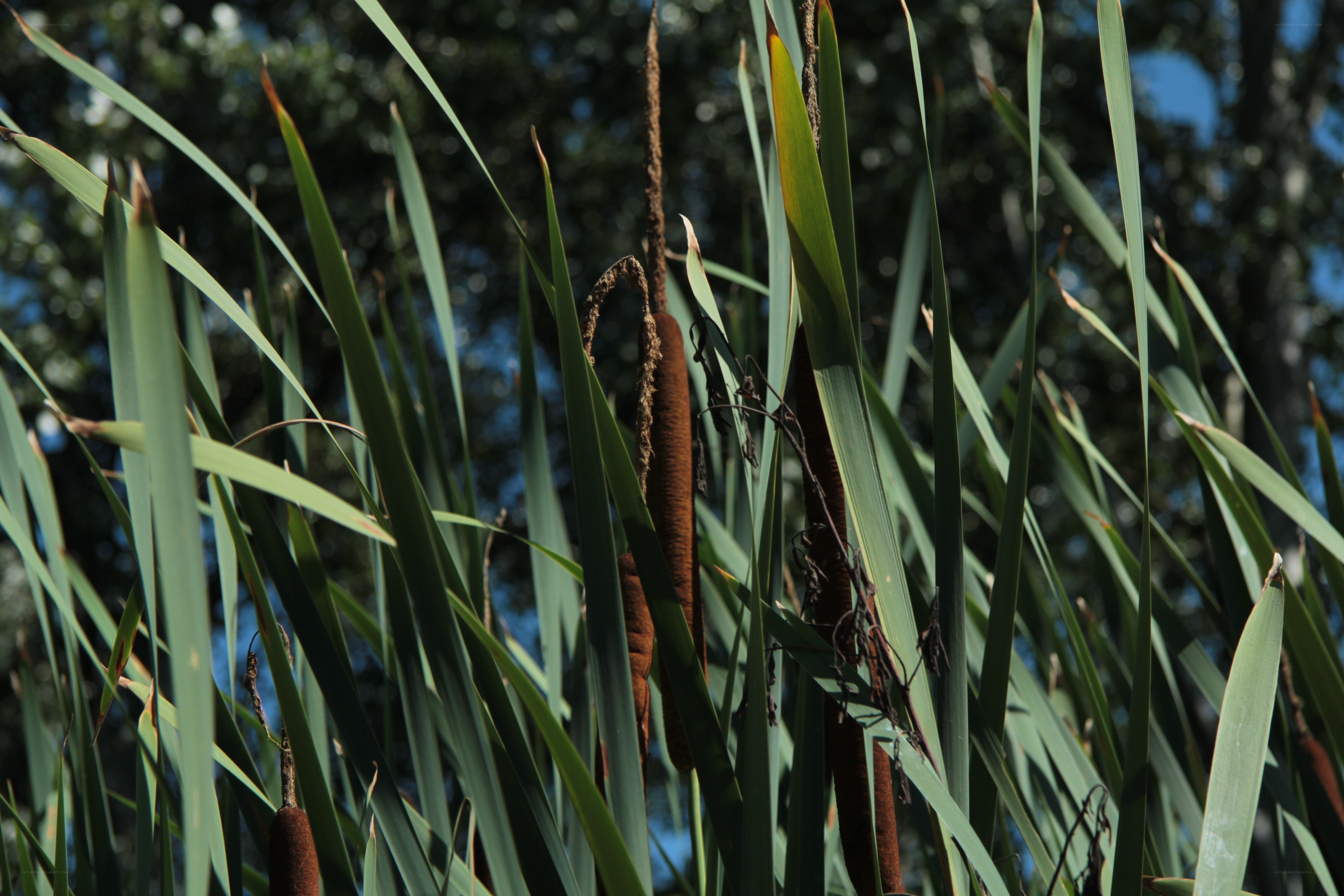 Cattail plants in a marsh