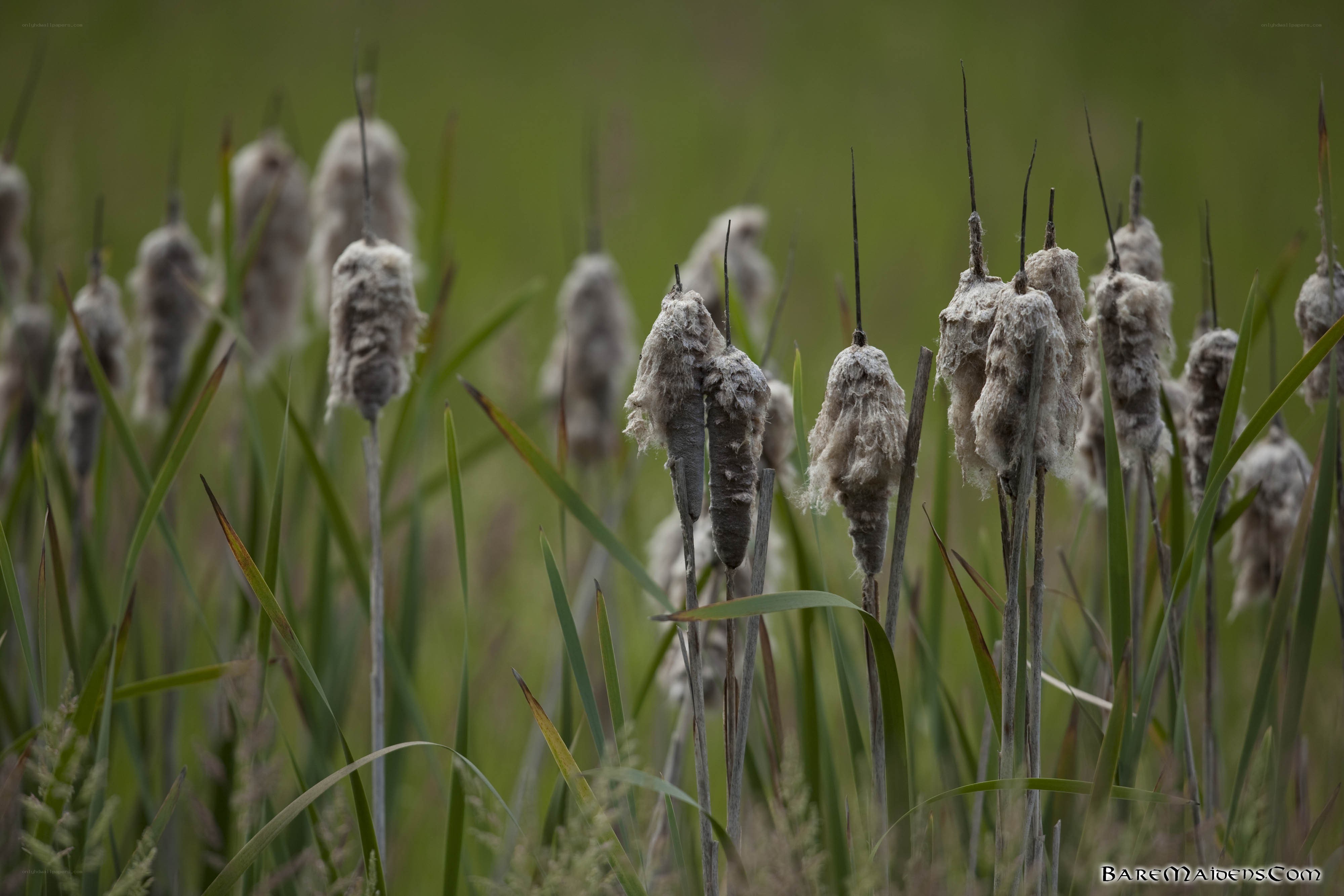 Cattail plants in a marsh
