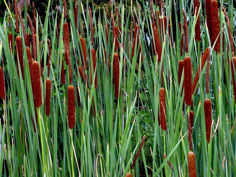 Cattail Plants in a Marsh — Green