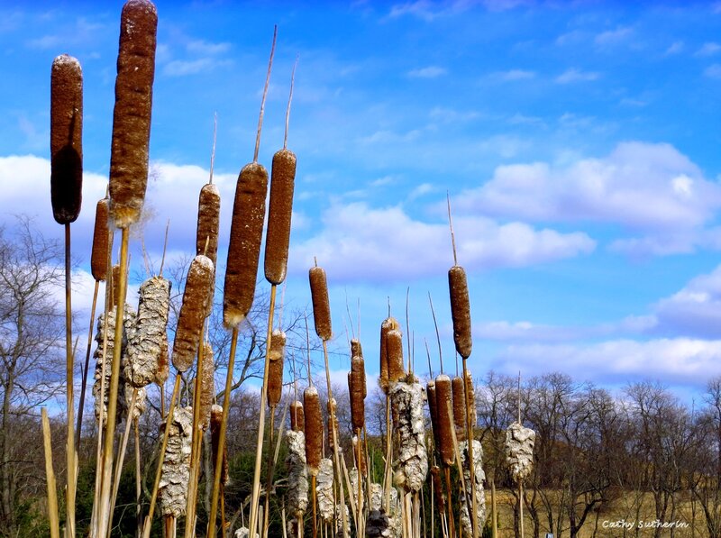 Cattail Plants in Field — Blue
