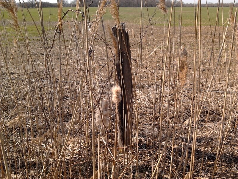 Cattail Plants in Field — Brown