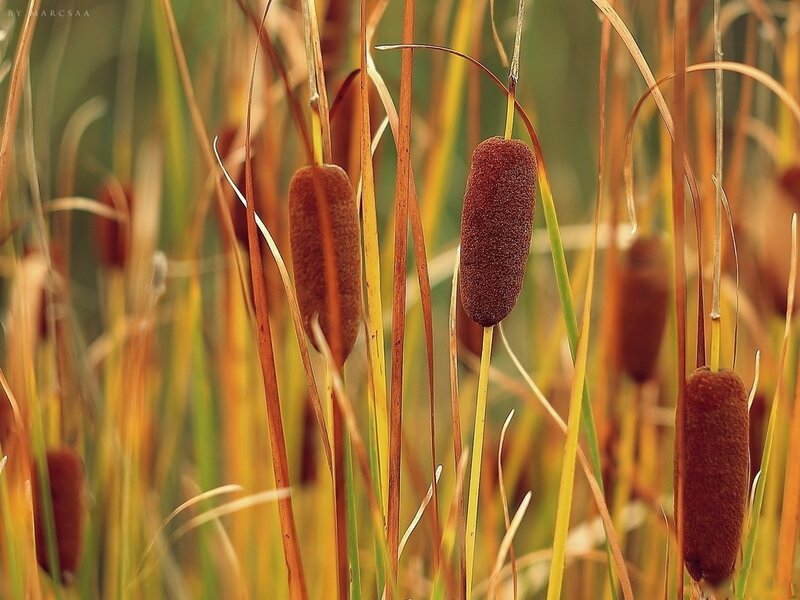 Cattail Plants in Field