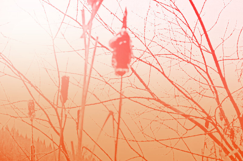 Cattail Plants in Fog