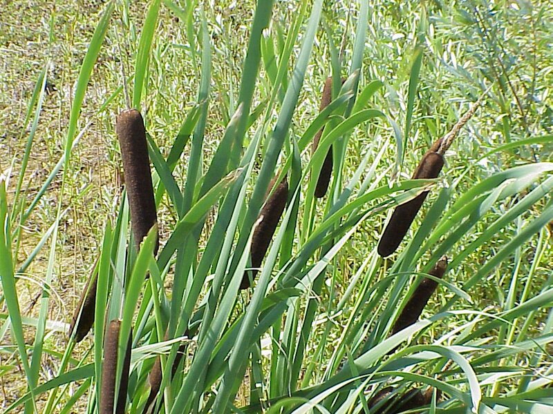 Cattail Plants in Marsh — Green