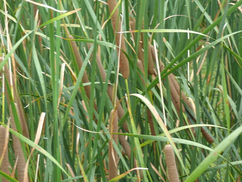 Cattail Plants in Marsh