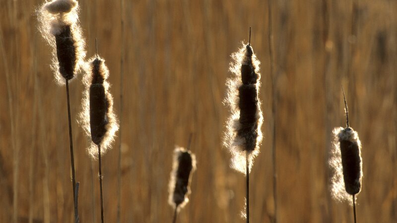 Cattail plants in sunlight