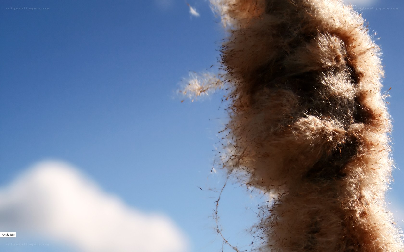 cattail seed head against blue sky